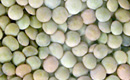 Green Lentil
