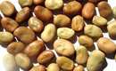 Horse Bean