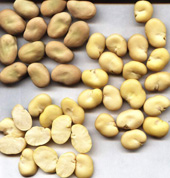 Peeled Broad Beans