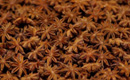 Star Aniseed