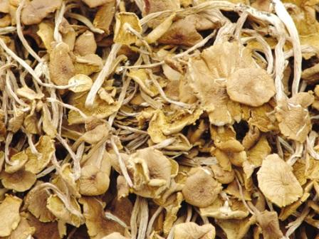 Dried Edible Mushroom