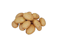 Fresh Potatoes