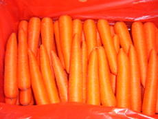 Fresh Carrot