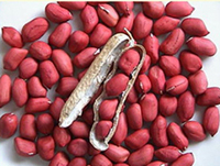 Sili Peanut Kernels 