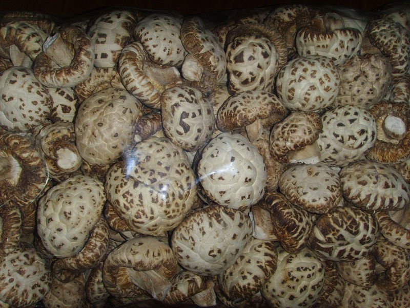 dried whole champignon