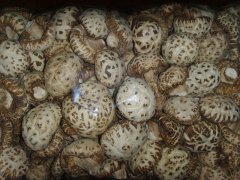 Dried Whole Champignons