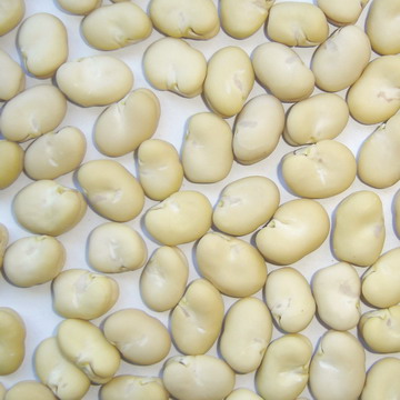 Peeled Broad Beans