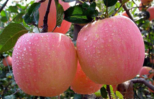 Fresh Fuji Apples 