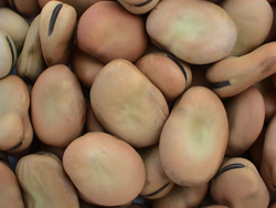 Broad Beans with Peel 