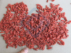 Best Dried Goji Berries 