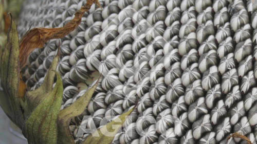 Sunflower Seeds in Bulk 